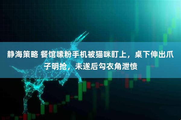 静海策略 餐馆嗦粉手机被猫咪盯上，桌下伸出爪子明抢，未遂后勾衣角泄愤